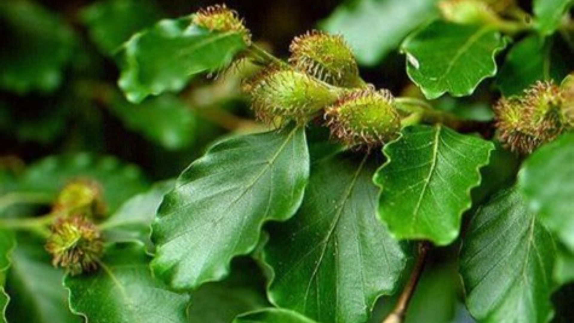 nopal kaktus pulver Nopal Cactus - Green Leaf Raw Ground Powder